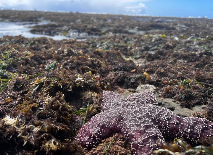 Ochre Sea Star
